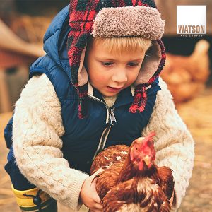 Chino’s 4-H champ raising hens