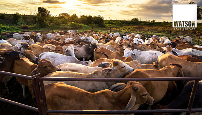 San Bernardino County Chino Valley Junior Fair Livestock Auction